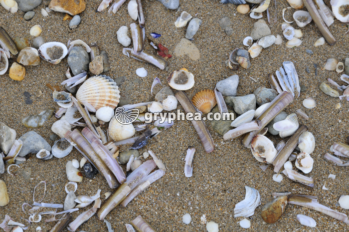 Sable coquiller actuel - gryphea.org